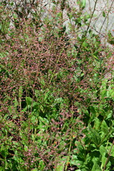 Erd-Gingseng, Talinum paniculatum