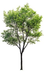 a tree with green leaves