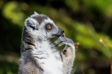 Naklejka premium portrait of a ring-tailed lemur