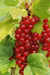 Johannisbeere,  Rote,  Ribes rubrum, reife Früchte