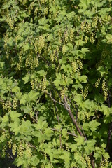 Rote Johannisbeere,  Ribes rubrum, traubige Blütenstände