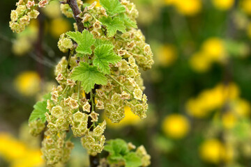 Rote Johannisbeere,  Ribes rubrum, traubige Blütenstände