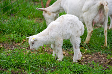 Obraz premium Meadow with goat herd and cute goat kid at farm at Swiss City of Zürich on a cloudy spring afternoon. Photo taken March 27th, 2025, Zurich Schwamendingen, Switzerland.