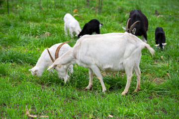 Obraz premium Meadow with goat herd and cute goat kid at farm at Swiss City of Zürich on a cloudy spring afternoon. Photo taken March 27th, 2025, Zurich Schwamendingen, Switzerland.
