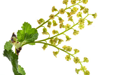 Rote Johannisbeere,  Ribes rubrum, traubige Blütenstände