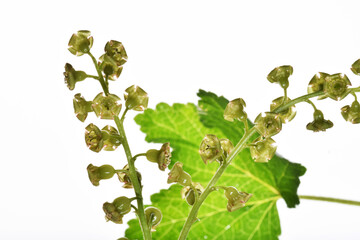 Rote Johannisbeere,  Ribes rubrum, traubige Bl&uuml;tenst&auml;nde