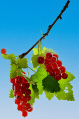 Rote Johannisbeere,  Ribes rubrum