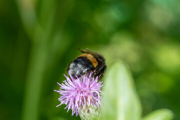 Bumblebee collecting nectar from thistle flower macro photography on a summer day. A bee sucking nectar from a flower with purple petals closeup photo in summertime.	