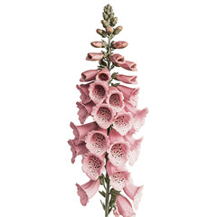 A Foxglove Plant with Tubular Pink Flowers Isolated on Transparent Background