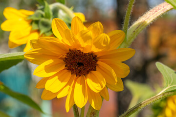 Blooming sunflower on a green background closeup on a summer sunny day. Sunflower with bright yellow petals on a in summertime.	
