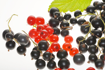 Rote Johannisbeere,  Schwarze Johannisbeere,  Ribes rubrum,  Ribes nigrum