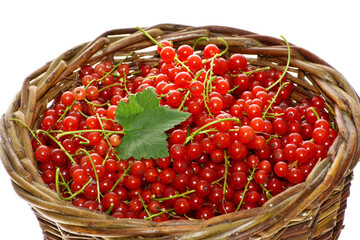 Rote Johannisbeere,  Ribes rubrum