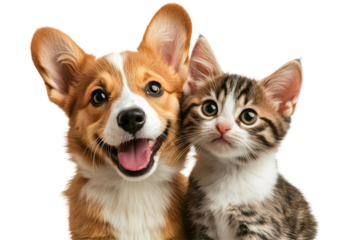 Happy dog and curious cat sitting together isolated on transparent background.