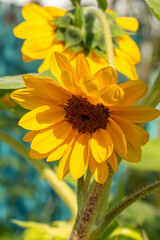 Blooming sunflower on a green background closeup on a summer sunny day. Sunflower with bright yellow petals on a in summertime.	
