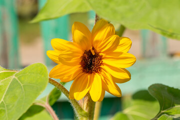 Blooming sunflower on a green background closeup on a summer sunny day. Sunflower with bright yellow petals on a in summertime.	
