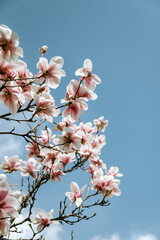 Beautiful blooming pink magnolia tree on a blue sky background