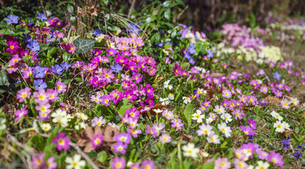 Primroses Flowers Blooming in a Spring Garden
