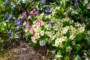 Fototapeta premium Primroses Flowers Blooming in a Spring Garden
