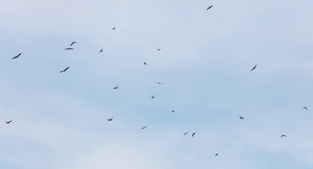 A flock of birds flying in the sky