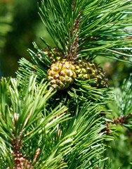 A pine tree with cones on it