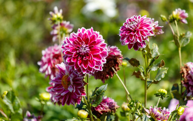 Fototapeta premium A bunch of pink and white flowers with a few brown spots