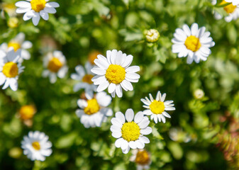 Fototapeta premium A bunch of white daisies with yellow centers
