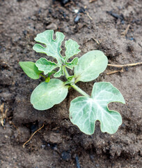 A small plant with green leaves is growing in the dirt