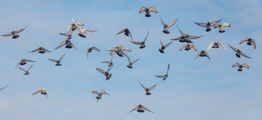 A flock of pigeons flying in the sky