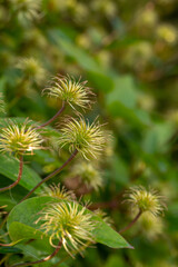 Old clematis macro photography in a summer day. Clematis close up garden photography in summertime.	