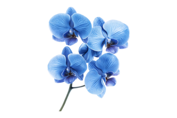 Blue orchid flower blossom Isolated on White and Transparent Background PNG Image.