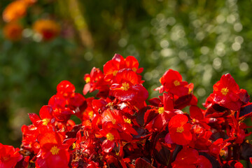 Fototapeta premium Blossom red begonia flower on a green background on a summer sunny day macro photography. Blooming houseplant with pink petals in sunlight close-up photo.