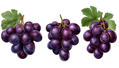 Fototapeta premium Grapes set isolated on a transparent background png