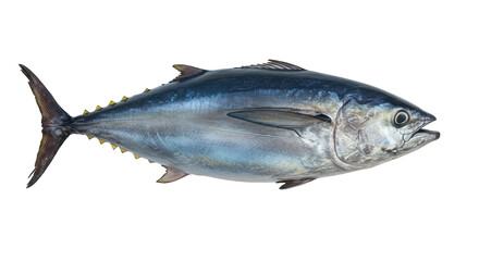 Isolated Tuna Fish