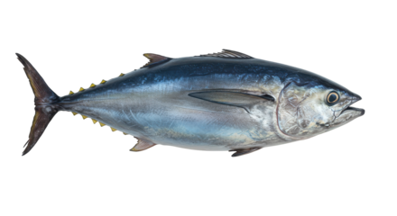 Isolated Tuna Fish