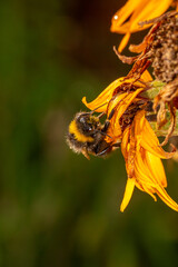 Bumblebee collecting nectar from yellow flower macro photography on a summer day. A bee sucking nectar from a ligularia flower with red petals closeup photo in summertime.