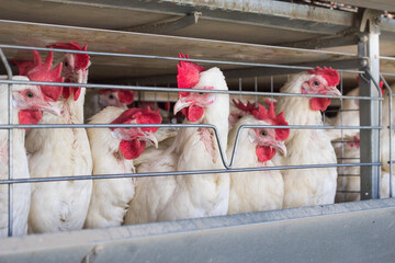 Breeding chickens on a poultry farm for chicken meat, close-up