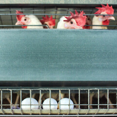Conveyor with chicken eggs on a poultry farm and chickens. Agriculture in farming, products © HENADZY