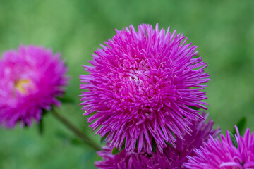 Obraz premium Blooming pink chrysanthemum flower on a green background in summer day macro photo. Red garden flower in summertime close-up photography. 