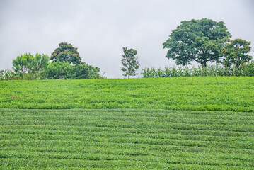 Tea plantation in Moc Chau, Son La, Vietnam
