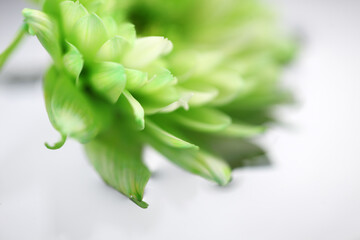 Obraz premium Delicate Green Petals Composition with Soft Focus and Subtle Texture
