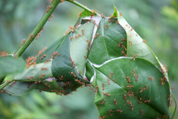 Ants Constructing Leaf Shelter in Natural Green Environment