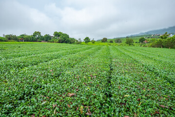 Tea plantation in Moc Chau, Son La, Vietnam