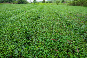 Tea plantation in Moc Chau, Son La, Vietnam