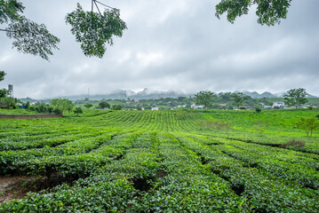 Tea plantation in Moc Chau, Son La, Vietnam