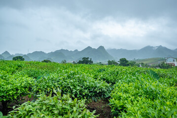 Tea plantation in Moc Chau, Son La, Vietnam
