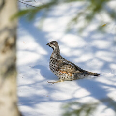 Hazel grouse (Tetrastes bonasia) in snow