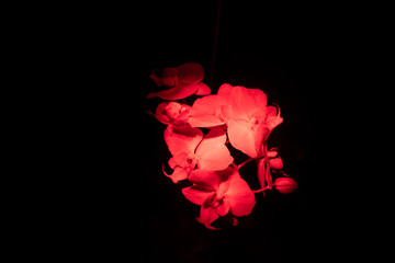 Red-Lit Orchid
