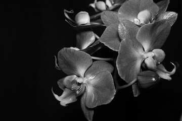 Orchid In Black And White
