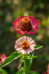 Obraz premium Blossom red and pink zinnia flowers on a green background on a summer day macro photography. Blooming zinnia with pink petals close-up photo in summertime. 
