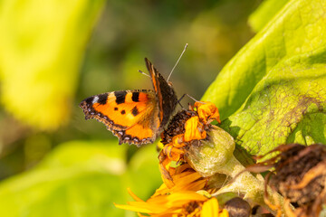 A vibrant Small Tortoiseshell butterfly rests on a withering sunflower, its orange and black wings contrasting with the fading petals. Sunlight highlights the delicate patterns of nature.